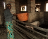 Widows giving food to pig